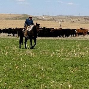 Meet your Posher, Dan